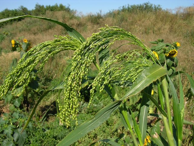 Panicum miliaceum